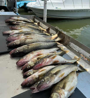 Walleye fishing thrills in Ohio!